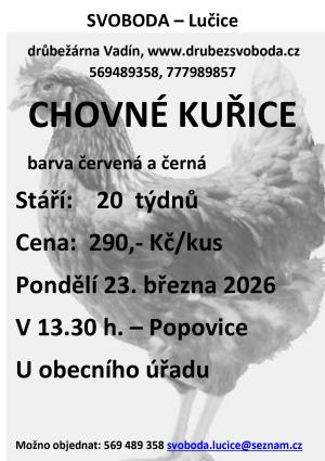 prodej chovných kuřic